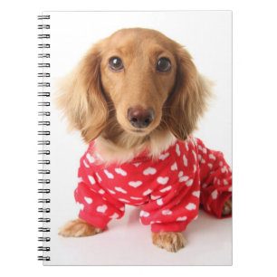 Caderno Espiral Filhote de cachorro do Dachshund que veste o