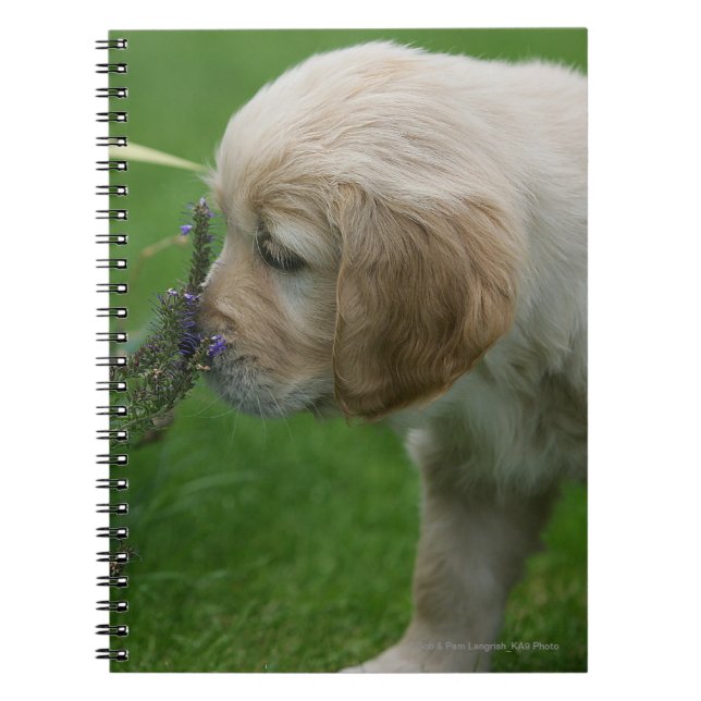 Caderno Espiral Filhote de cachorro do golden retriever (Frente)