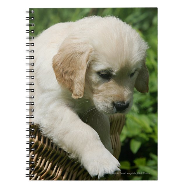Caderno Espiral Filhote de cachorro do golden retriever na cesta (Frente)