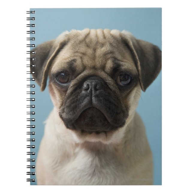 Caderno Espiral Filhote de cachorro do Pug (Frente)
