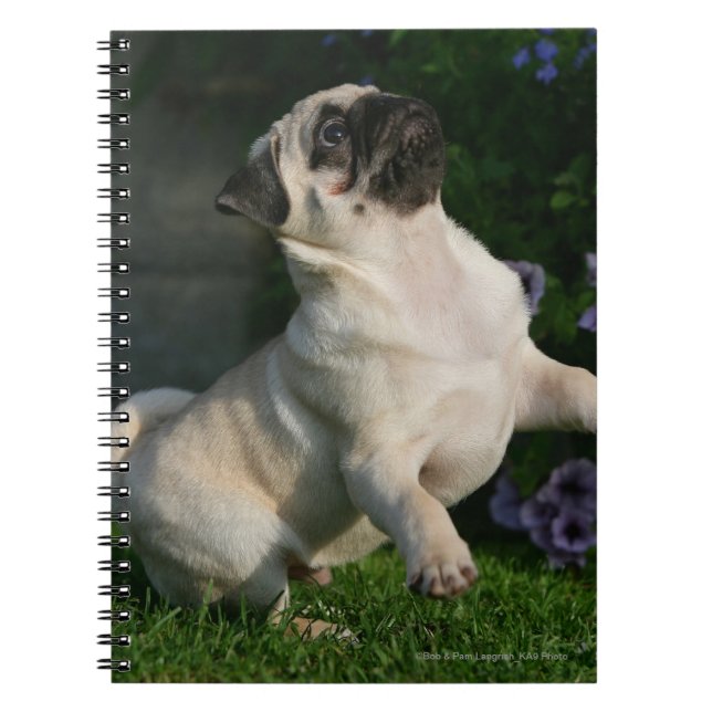 Caderno Espiral Filhote de cachorro do Pug da jovem corça (Frente)