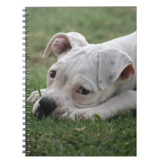 Caderno Espiral Filhote de cachorro doce do pugilista