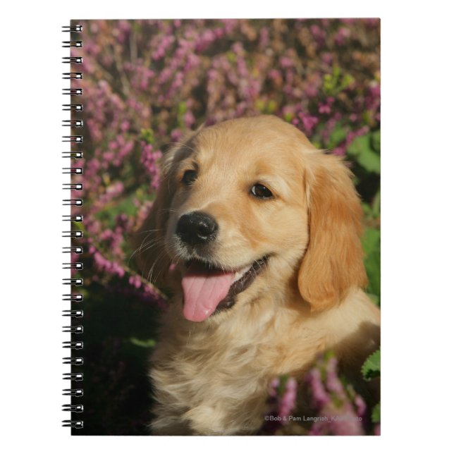 Caderno Espiral Filhote de cachorro dourado de Retreiver (Frente)
