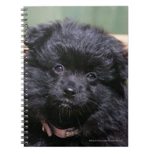 Caderno Espiral Filhote de cachorro preto de Pomeranian