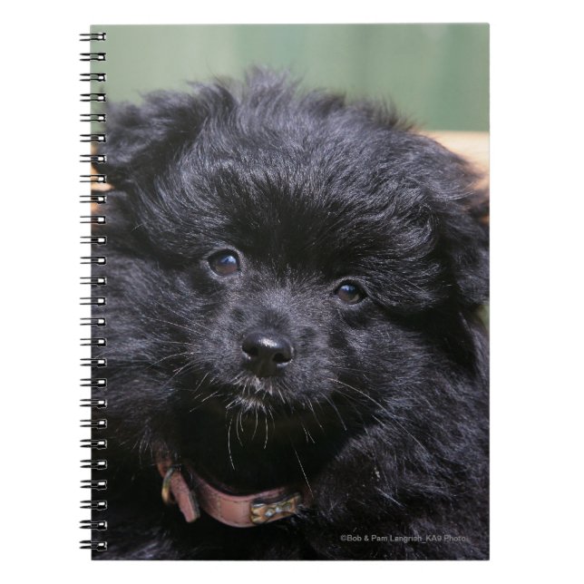 Caderno Espiral Filhote de cachorro preto de Pomeranian (Frente)