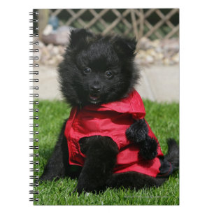 Caderno Espiral Filhote de cachorro preto de Pomeranian que olha a