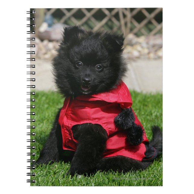 Caderno Espiral Filhote de cachorro preto de Pomeranian que olha a (Frente)