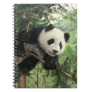 Caderno Espiral Filhote de Panda Gigante sobe em uma árvore, Vale