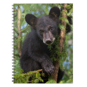 Caderno Espiral Filhote de Urso Negro Brincando nas Árvores