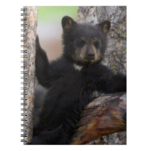 Caderno Espiral Filhote de Urso Negro Relaxando