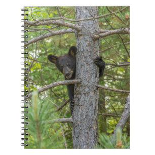 Caderno Espiral Filhote de Urso Subindo Árvore