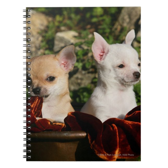 Caderno Espiral Filhotes de cachorro da chihuahua (Frente)