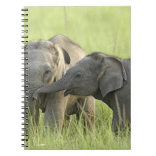 Caderno Espiral Filhotes de Elefante Indiano / Asiático