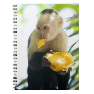 Caderno Espiral Fim-acima de um macaco do capuchin que come uma