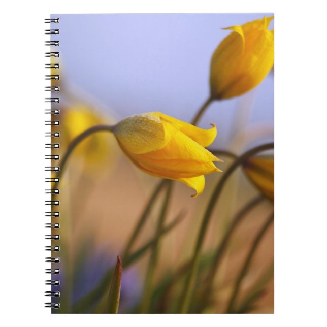 Caderno Espiral Fim-acima dos daffodils (Frente)