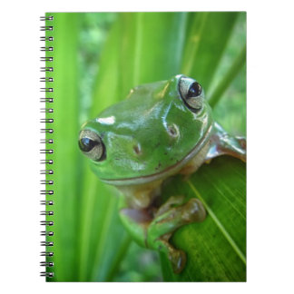Caderno Espiral Fim de vista bonito do sapo de árvore acima