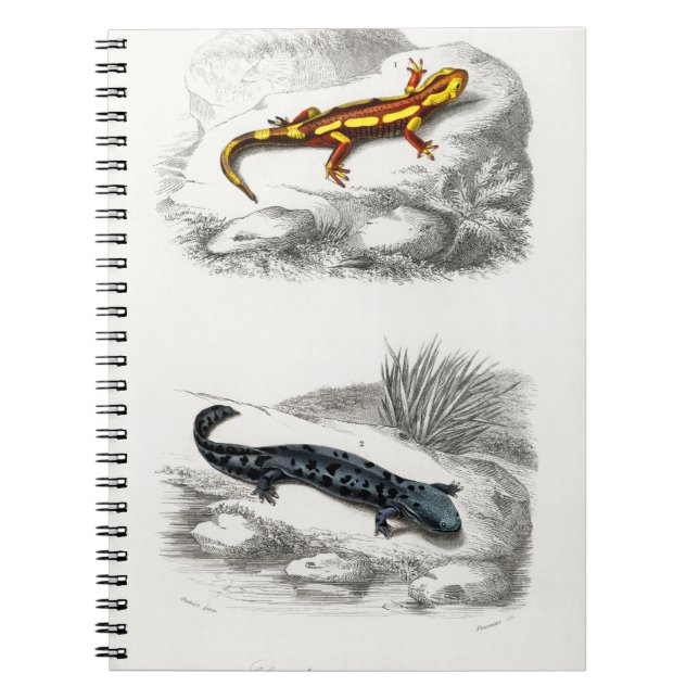Caderno Espiral Fire Salamander e Hellbender (Frente)