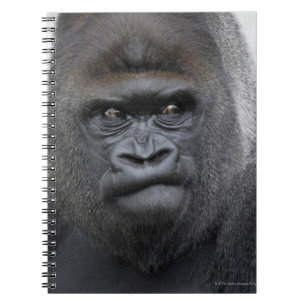 Caderno Espiral Flachlandgorilla, gorila do gorila,