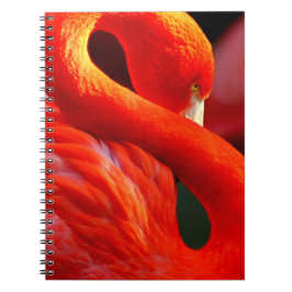 Caderno Espiral Flamingo
