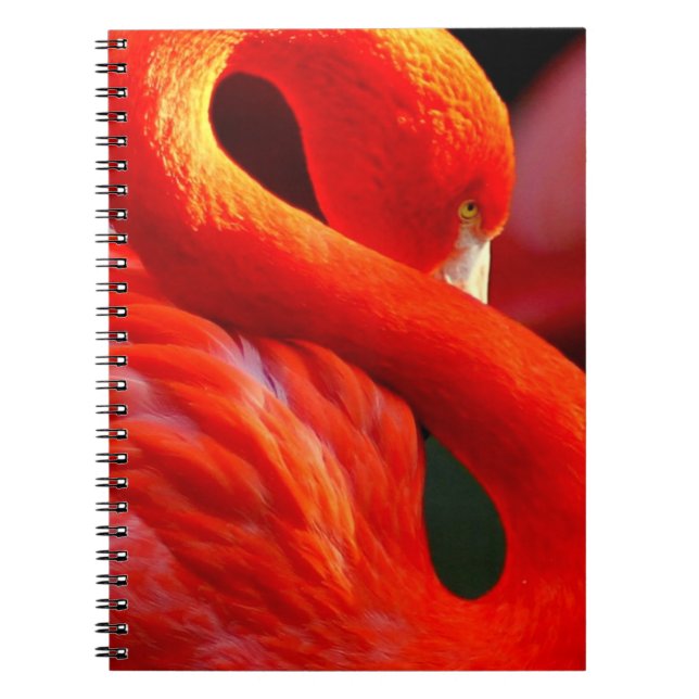 Caderno Espiral Flamingo (Frente)
