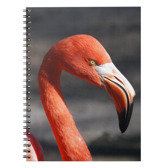 Caderno Espiral Flamingo (Frente)