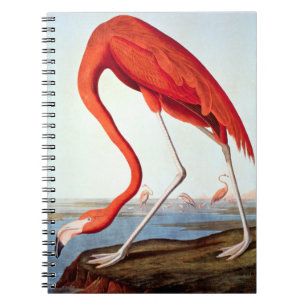 Caderno Espiral Flamingo americano