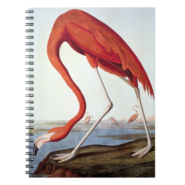 Caderno Espiral Flamingo americano (Frente)