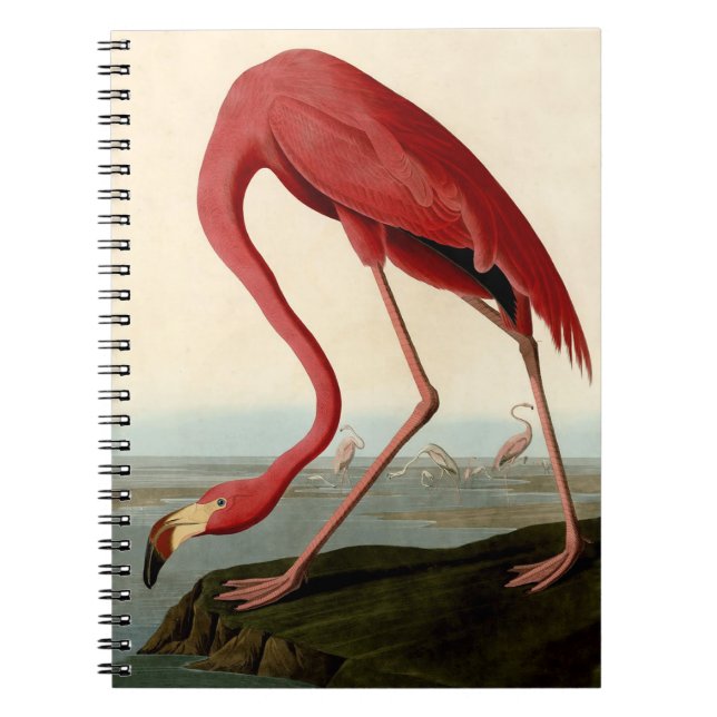 Caderno Espiral Flamingo Americano de Audubon (Frente)