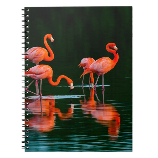 Caderno Espiral flamingos americanos com reflexões em repouso e Fo (Frente)