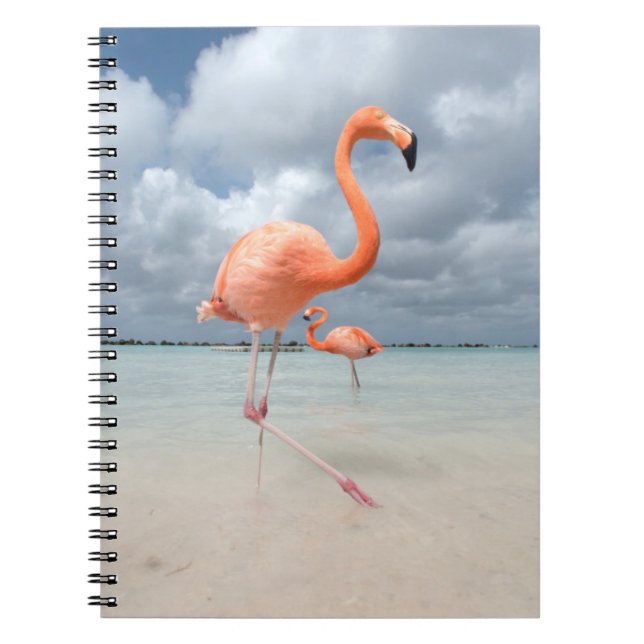 Caderno Espiral Flamingos Beach Aruba (Frente)
