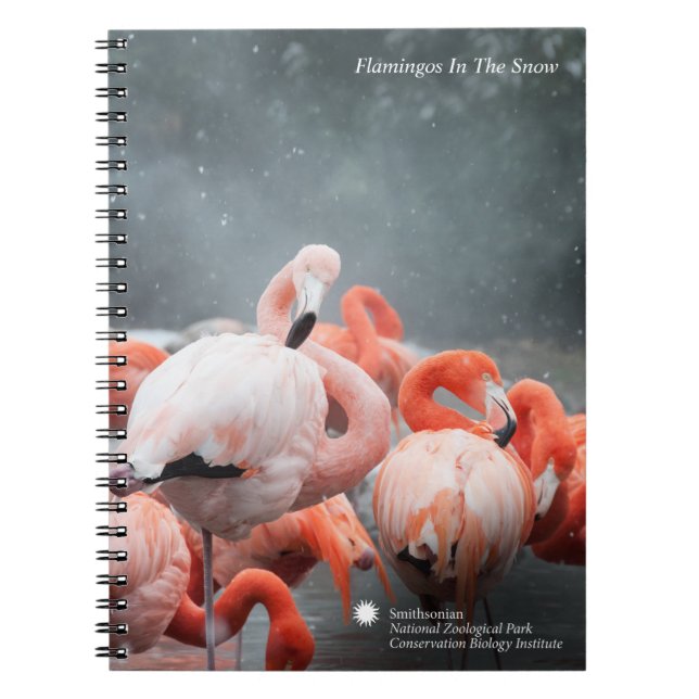 Caderno Espiral Flamingos de Smithsonian | na neve (Frente)