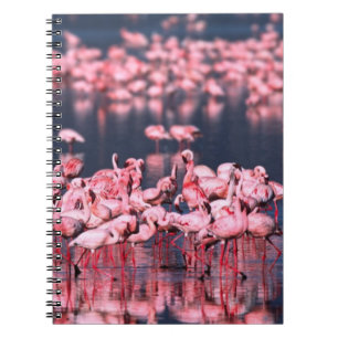 Caderno Espiral Flamingos Menores (Phoeniconaias minor), África,