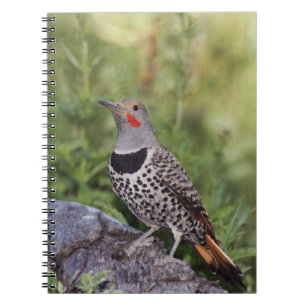 Caderno Espiral Flicker de norte, Colaptes auratus, Fofado Vermelh