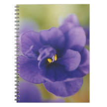 Flor Azul Sangrando de Violet Saintpaulia Zoomed