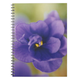 Caderno Espiral Flor Azul Sangrando de Violet Saintpaulia Zoomed