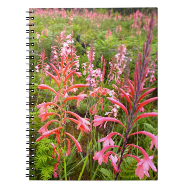 Caderno Espiral Flor Bugle Lily (Watsonia), Cabo Oriental (Frente)