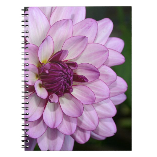 Caderno Espiral Flor da dália roxa floresce (Frente)