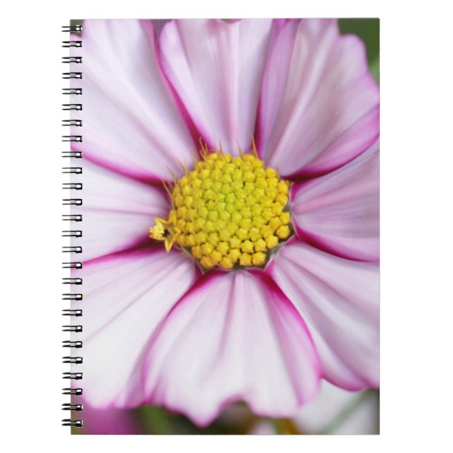 Caderno Espiral Flor de Cosmos (bidens formosa) (Frente)