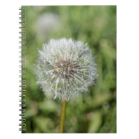 Flor de dandelion branco sobre grama verde