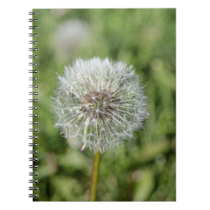 Caderno Espiral Flor de dandelion branco sobre grama verde