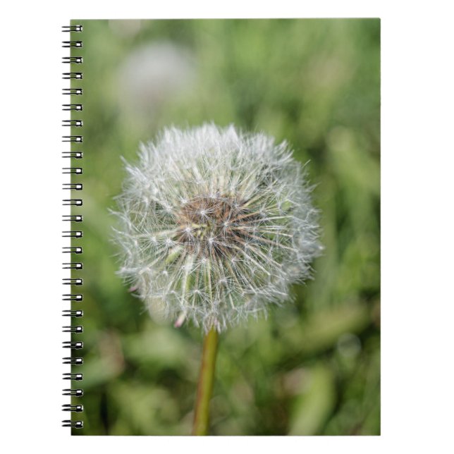 Caderno Espiral Flor de dandelion branco sobre grama verde (Frente)