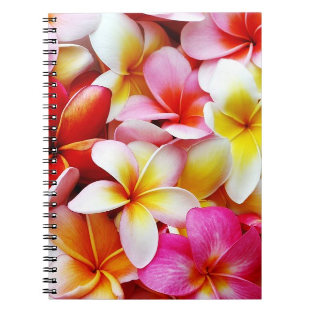 Caderno Espiral Flor de Havaí do Frangipani do Plumeria (Frente)