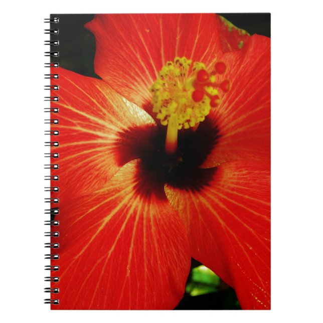 Caderno Espiral Flor de Hibiscus Vermelho Brilhante (Frente)