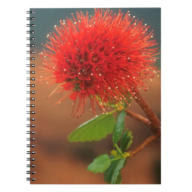 Caderno Espiral Flor de Natal Bottlebrush (Greyia Sutherlandii) (Frente)