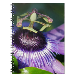 Caderno Espiral Flor de Paixão