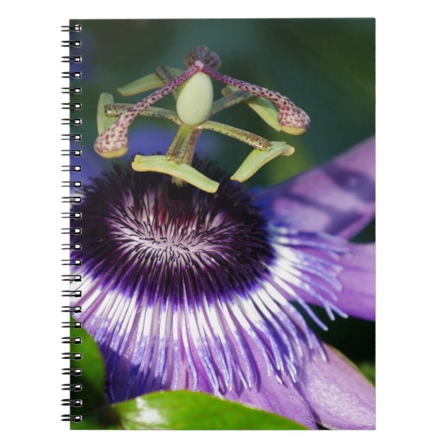 Caderno Espiral Flor de Paixão (Frente)