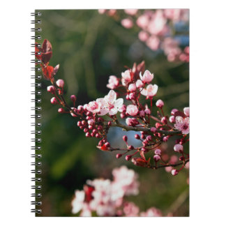 Caderno Espiral Flor de Rosa na luz quente do verão