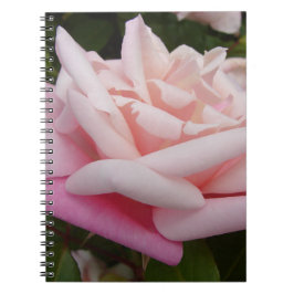 Caderno Espiral Flor de Rosa Rosa Jardim Floral Jardim Bonito