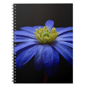 Caderno Espiral Flor do Gerbera da margarida azul em um fundo