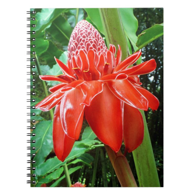 Caderno Espiral Flor Exótico Rosa de Feijão Vermelho (Frente)
